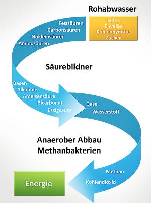 Anaerober Abbau Acetogenese Acidogenese Methanogenese